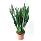 sansevieriablack